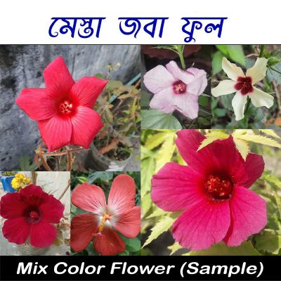 Picture of Mesta Joba Flower - 10 pcs Seed Mixed Color/ মেস্তা জবা ফুল - ১০ টি বীজ - মিক্স কালার