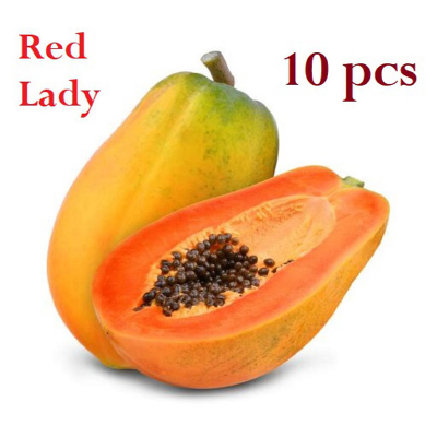Picture of Papaya Red Lady F1 Hybrid -05 pcs Seed / রেড লেডি পেঁপে বীজ
