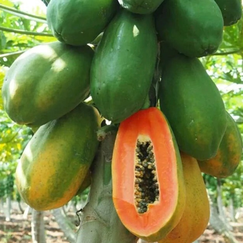 Picture of Papaya Red Lady F1 Hybrid -05 pcs Seed / রেড লেডি পেঁপে বীজ