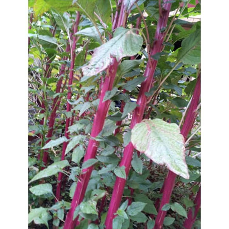 Picture of ডাটা শাকের বীজ - ১০  গ্রাম - সবুজ কাটোয়া ডাটা