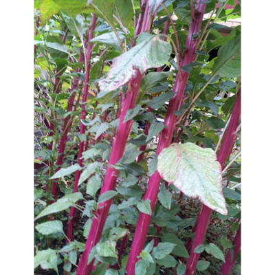 Picture of ডাটা শাকের বীজ - ১০  গ্রাম - সবুজ কাটোয়া ডাটা