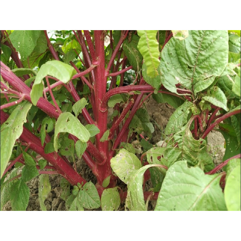 Picture of ডাটা শাকের বীজ - ১০  গ্রাম - সবুজ কাটোয়া ডাটা