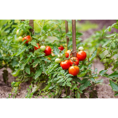 Picture of Summer Tomato - 15  F1 Hybrid Seed -  গ্রিষ্মকালিন টমাটো হাইব্রিড বিজ