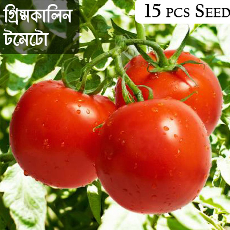 Picture of Summer Tomato - 30 pcs  F1 Hybrid Seed -  গ্রিষ্মকালিন টমাটো হাইব্রিড বিজ