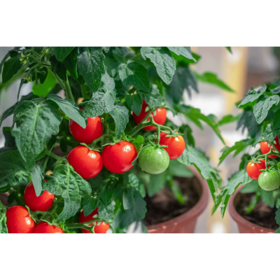 Picture of Summer Tomato - 30 pcs  F1 Hybrid Seed -  গ্রিষ্মকালিন টমাটো হাইব্রিড বিজ