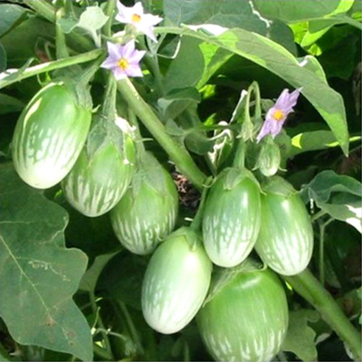 Picture of Brinjal Seed- 20 pcs F1 Hybrid All Season Green Brinjal Seed - 