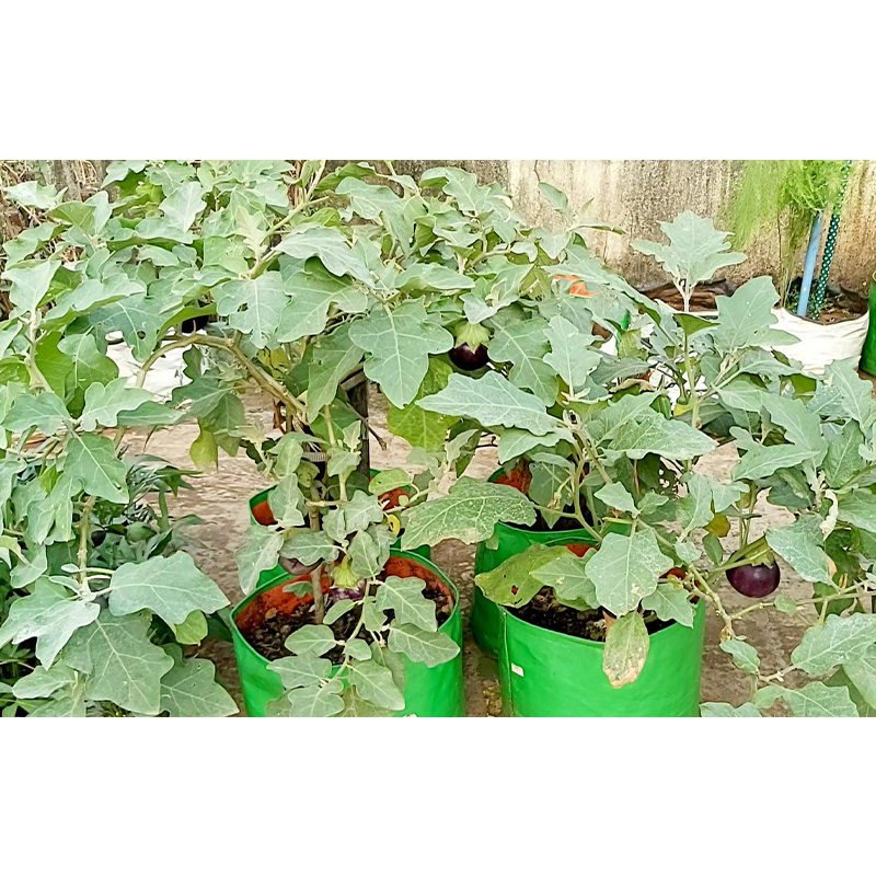 Picture of Brinjal Seed- 20 pcs F1 Hybrid All Season Green Brinjal Seed - 