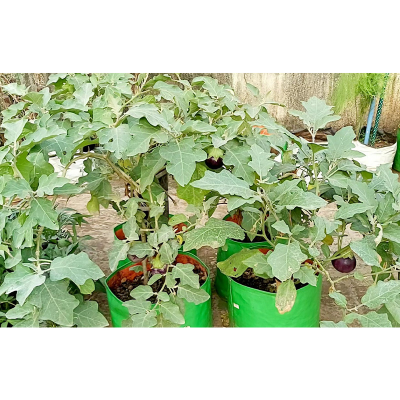 Picture of Brinjal Seed- 20 pcs F1 Hybrid All Season Green Brinjal Seed - 