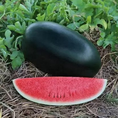 Picture of Black Watermelon - 07 PCS Seed F1 Hybrid All Season /কালো তরমুজের বীজ