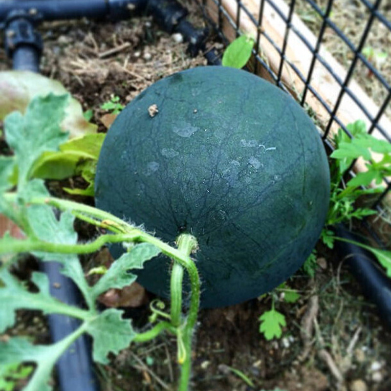 Picture of Black Watermelon - 07 PCS Seed F1 Hybrid All Season /কালো তরমুজের বীজ
