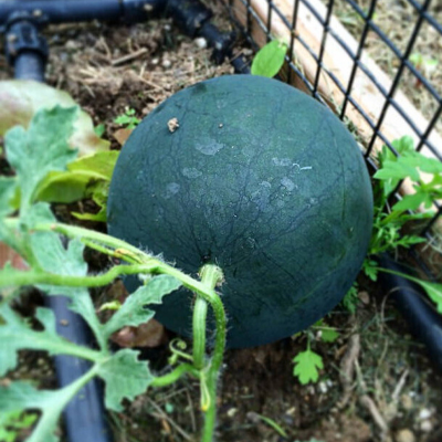 Picture of Black Watermelon - 07 PCS Seed F1 Hybrid All Season /কালো তরমুজের বীজ