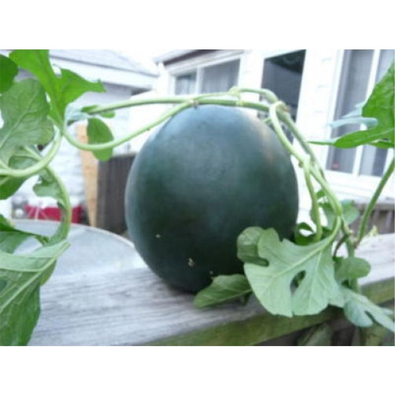 Picture of Black Watermelon - 07 PCS Seed F1 Hybrid All Season /কালো তরমুজের বীজ