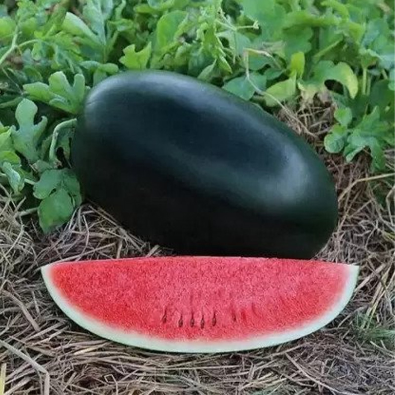 Picture of Black Watermelon - 15 PCS Seed F1 Hybrid All Season /কালো তরমুজের বীজ