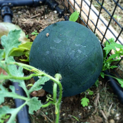Picture of Black Watermelon - 15 PCS Seed F1 Hybrid All Season /কালো তরমুজের বীজ