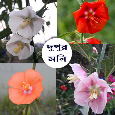 Picture of Dupur Moni Flower Seed- 20pcs Mix Color