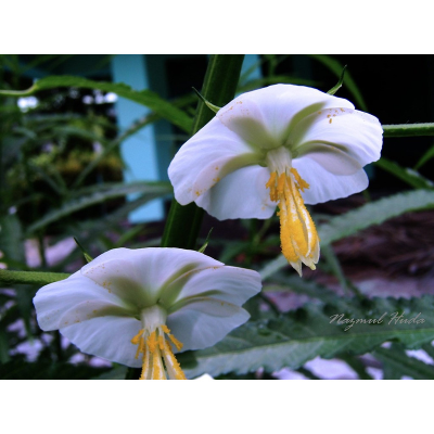 Picture of Dupur Moni Flower Seed- 20pcs Mix Color