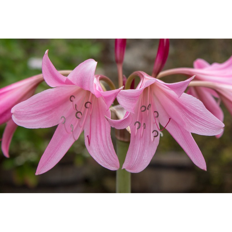 Picture of Crinum Lily Bulb - 01 pcs - ক্রিনাম লিলি ফুলের কন্দ বা বড় বীজ - ০১ টি