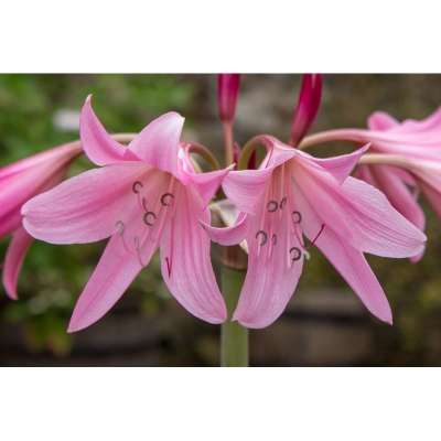 Picture of Crinum Lily Bulb - 01 pcs - ক্রিনাম লিলি ফুলের কন্দ বা বড় বীজ - ০১ টি