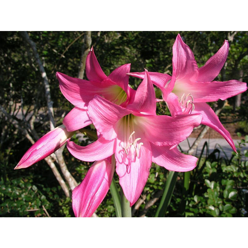 Picture of Crinum Lily Bulb - 01 pcs - ক্রিনাম লিলি ফুলের কন্দ বা বড় বীজ - ০১ টি