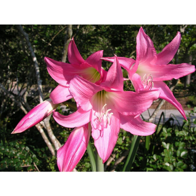 Picture of Crinum Lily Bulb - 01 pcs - ক্রিনাম লিলি ফুলের কন্দ বা বড় বীজ - ০১ টি
