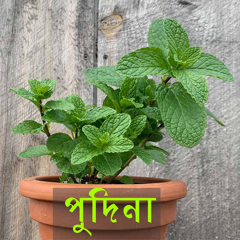 Picture of Mint / Pudia Sd 40+ pcs Seed - পুদিনা পাতা বীজ -  ৪০+ টি
