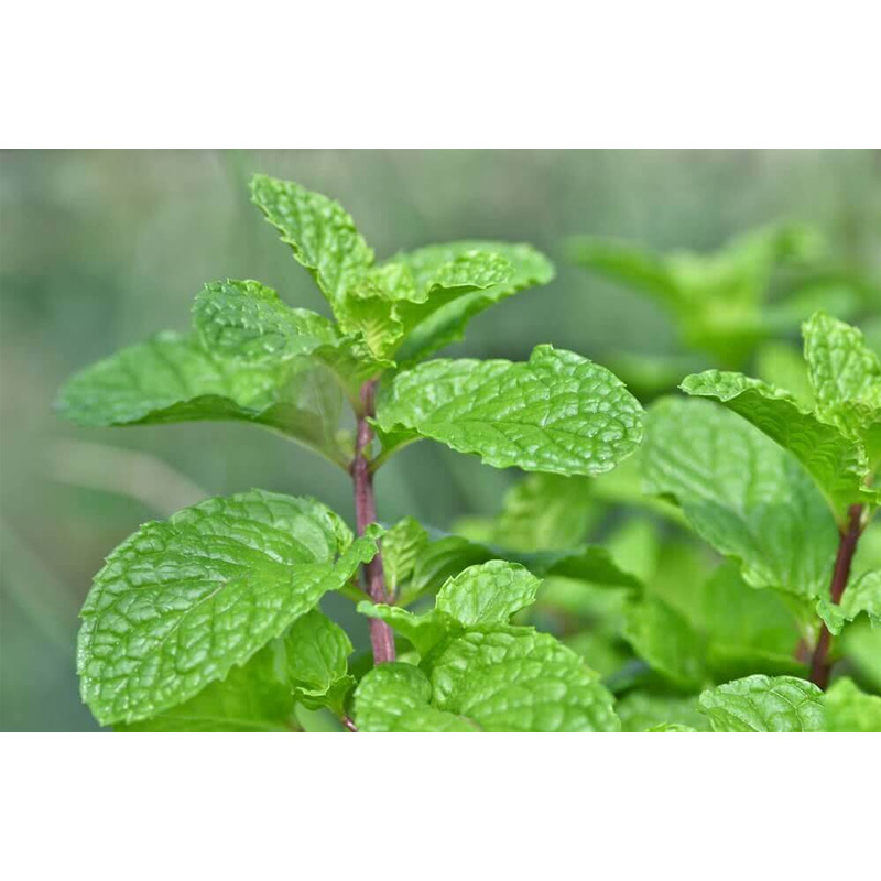 Picture of Mint / Pudia Sd 40+ pcs Seed - পুদিনা পাতা বীজ -  ৪০+ টি
