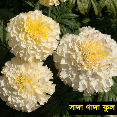 Picture of সাদা গাদা ফুল / Marigold White Color - 20 pcs Seed - F2 Hybrid