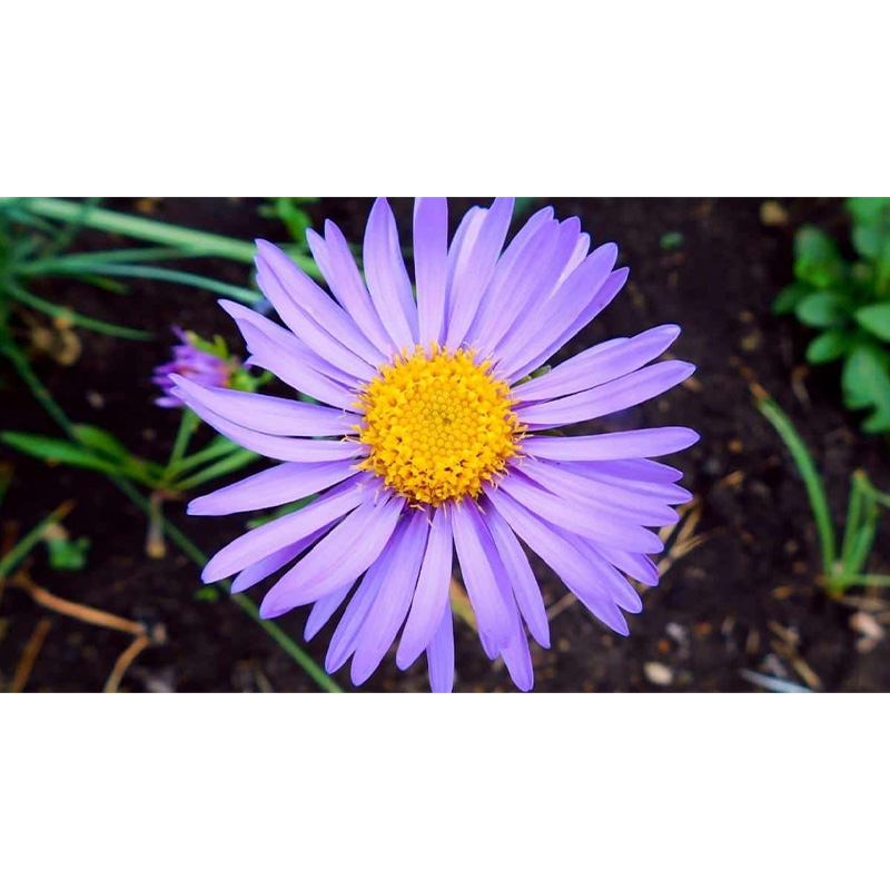 Picture of এস্টার  / Aster Flower Seed - 25 pcs - Mix Color - F2 Hybrid