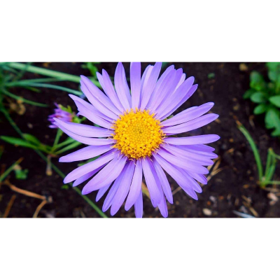Picture of এস্টার  / Aster Flower Seed - 25 pcs - Mix Color - F2 Hybrid
