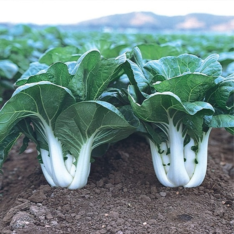 Picture of Pak Choi/ Bati Sak Seed - 04 gm - Almost 2000+ pcs Seed