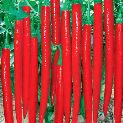 Picture of Capai Kopai Chili Seed - 20pcs