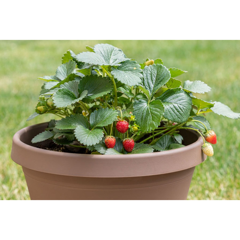 Picture of Strawberry Seed Hybrid - 40 + Seed Intact Packet