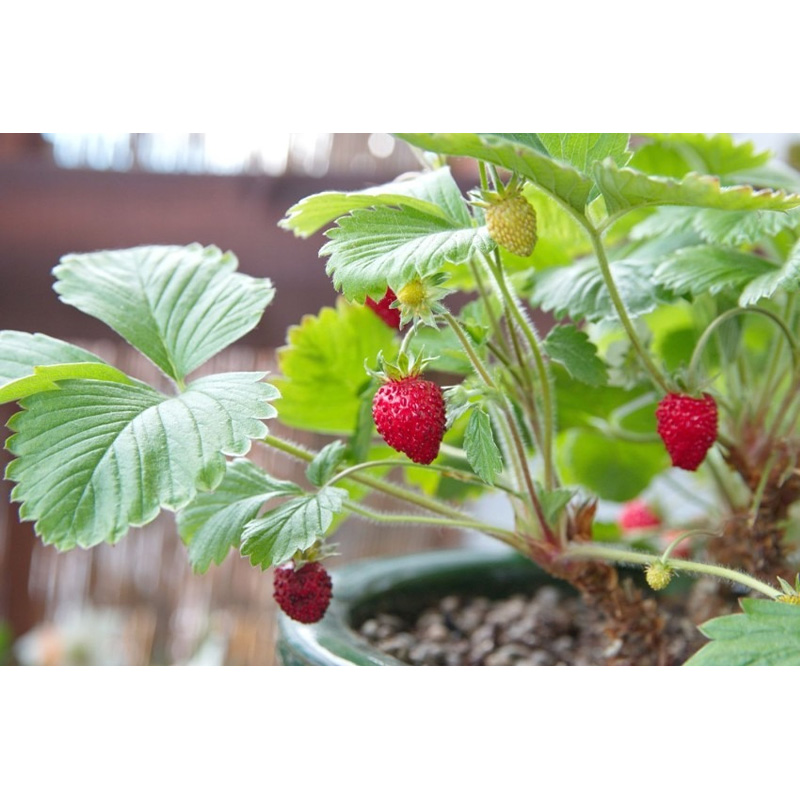 Picture of Strawberry Seed Hybrid - 40 + Seed Intact Packet