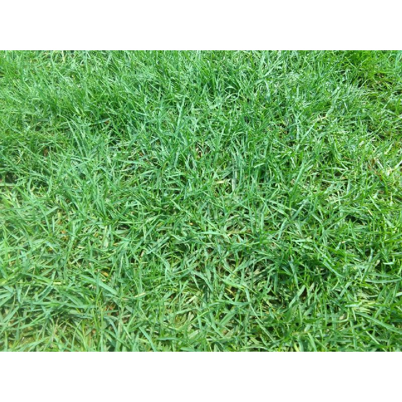 Picture of Barmuda Grass Carpet Grass Seed - 8gm (1800+ Seed)