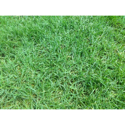 Picture of Barmuda Grass Carpet Grass Seed - 8gm (1800+ Seed)