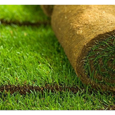 Picture of Barmuda Grass Carpet Grass Seed - 8gm (1800+ Seed)