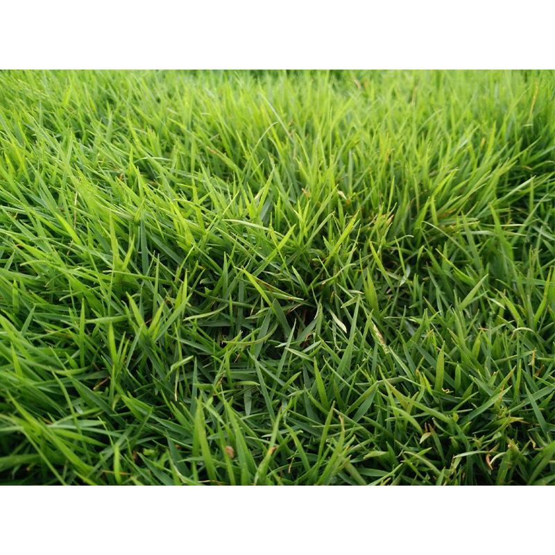 Picture of Maxican Lwan  Grass  (Carpet Grass) Seed - 8gm (1500+ Seed)