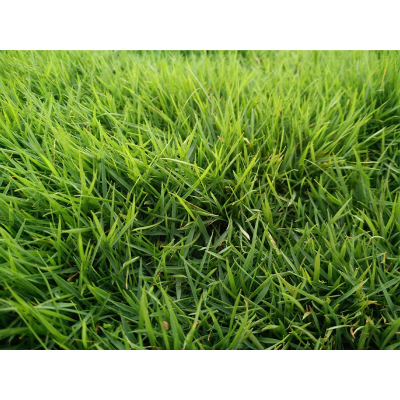 Picture of Maxican Lwan  Grass  (Carpet Grass) Seed - 8gm (1500+ Seed)