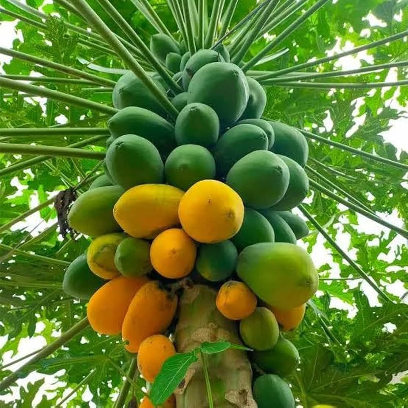 Picture of Papaya Seeds - (50 Pieces seeds)