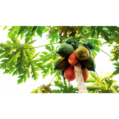 Picture of Papaya Seeds - (50 Pieces seeds)