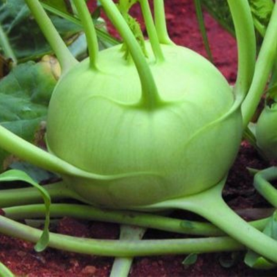 Picture of ওলকপি / Olkopi / Kohlrabi Seed - Mini Pack (100+ pcs) F1 Hybrid Seed