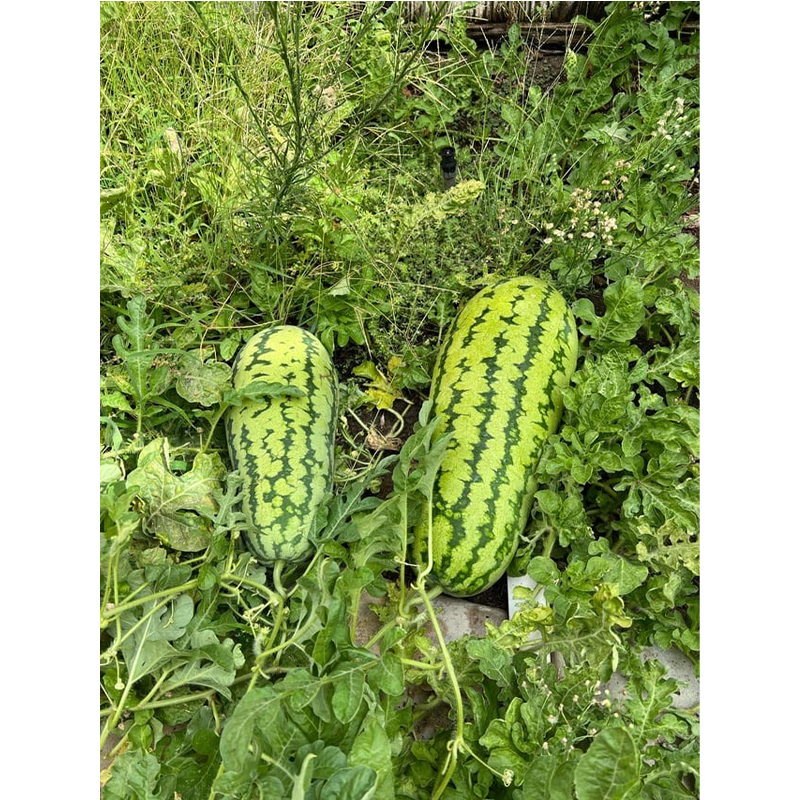 Picture of Gaint Watermelon (Big Size) -  08 pcs Seed - F1 Hybrid