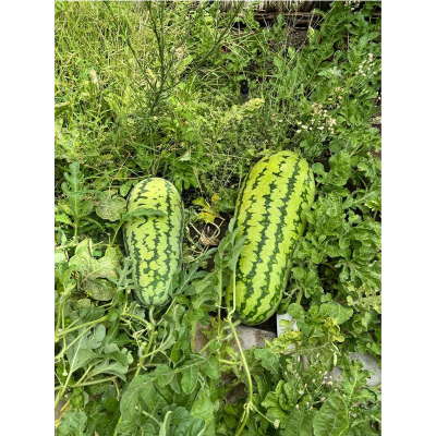 Picture of Gaint Watermelon (Big Size) -  08 pcs Seed - F1 Hybrid