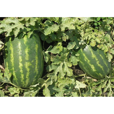 Picture of Gaint Watermelon (Big Size) -  08 pcs Seed - F1 Hybrid