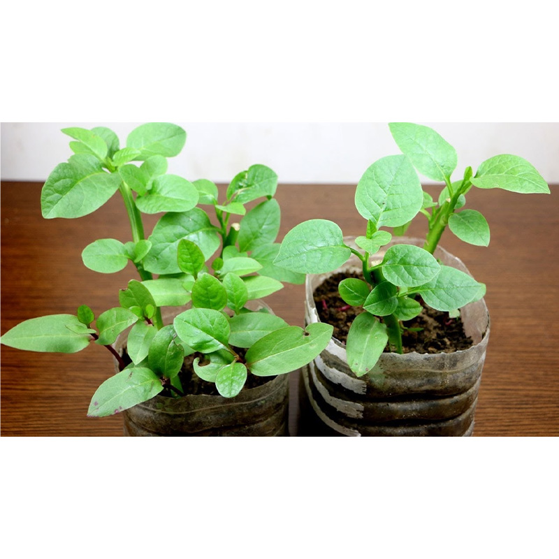 Picture of Pui Sak Seed - 100 Gram Seed All Season Hybrid