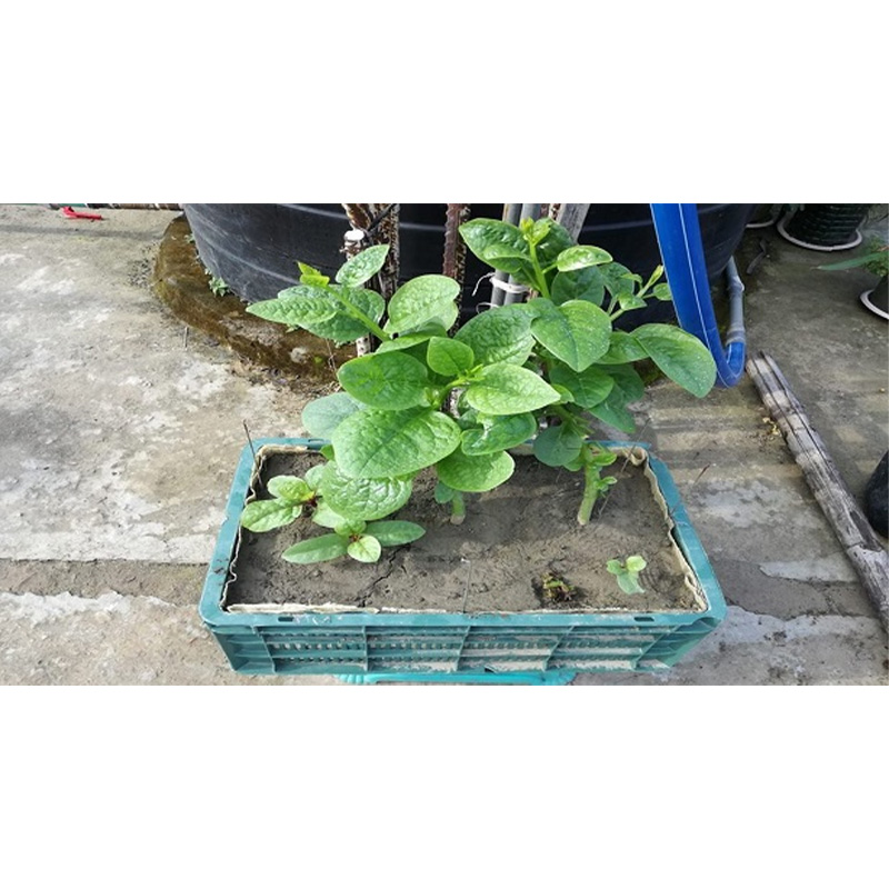 Picture of Pui Sak Seed - 100 Gram Seed All Season Hybrid