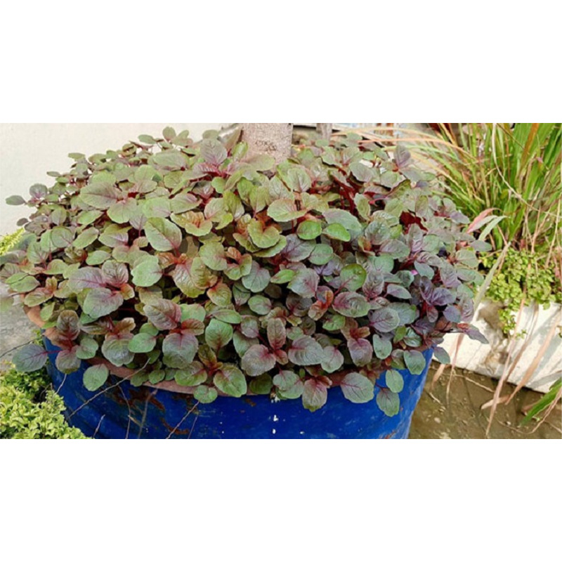 Picture of Lal Sak - 20 gm Seed - All Season (15000+ Seed)