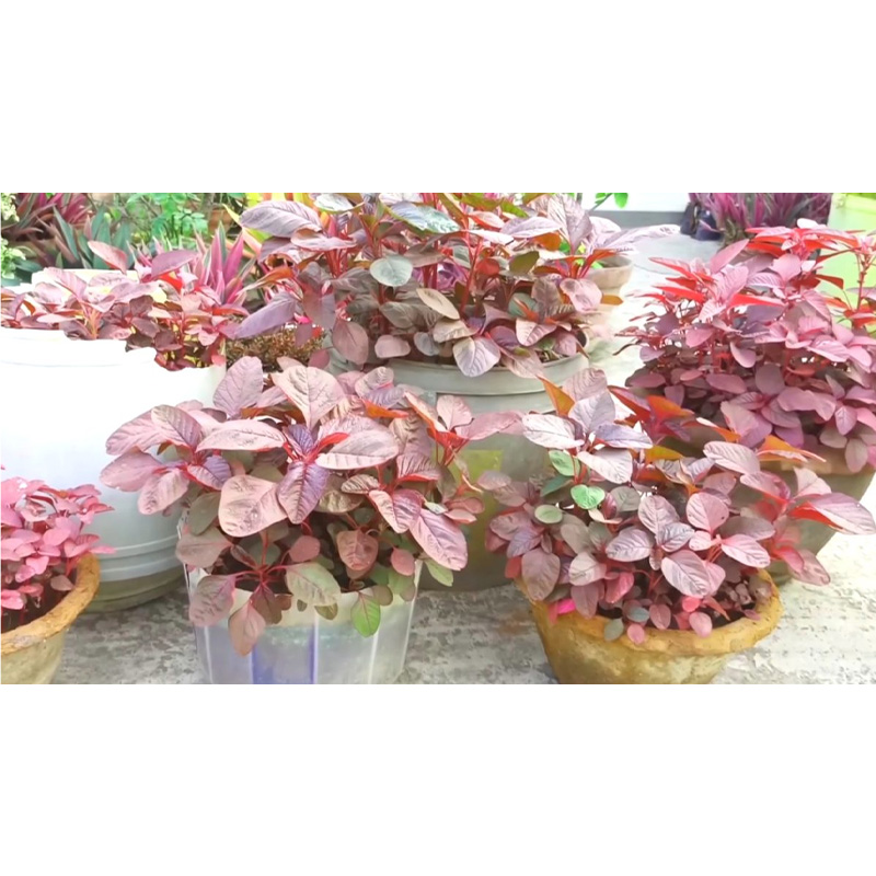 Picture of Lal Sak -100 gm Seed - All Season