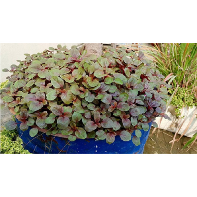 Picture of Lal Sak -100 gm Seed - All Season