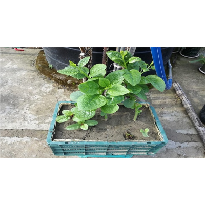 Picture of Pui Sak Seed - 50 Gram Seed All Season Hybrid